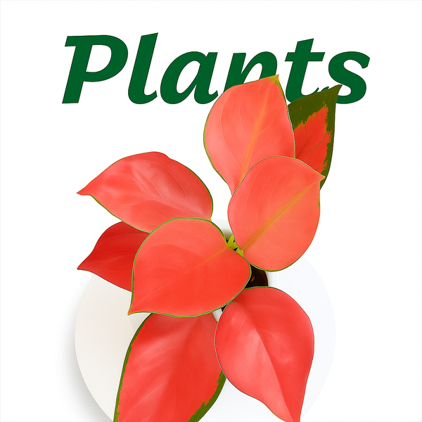 Plants