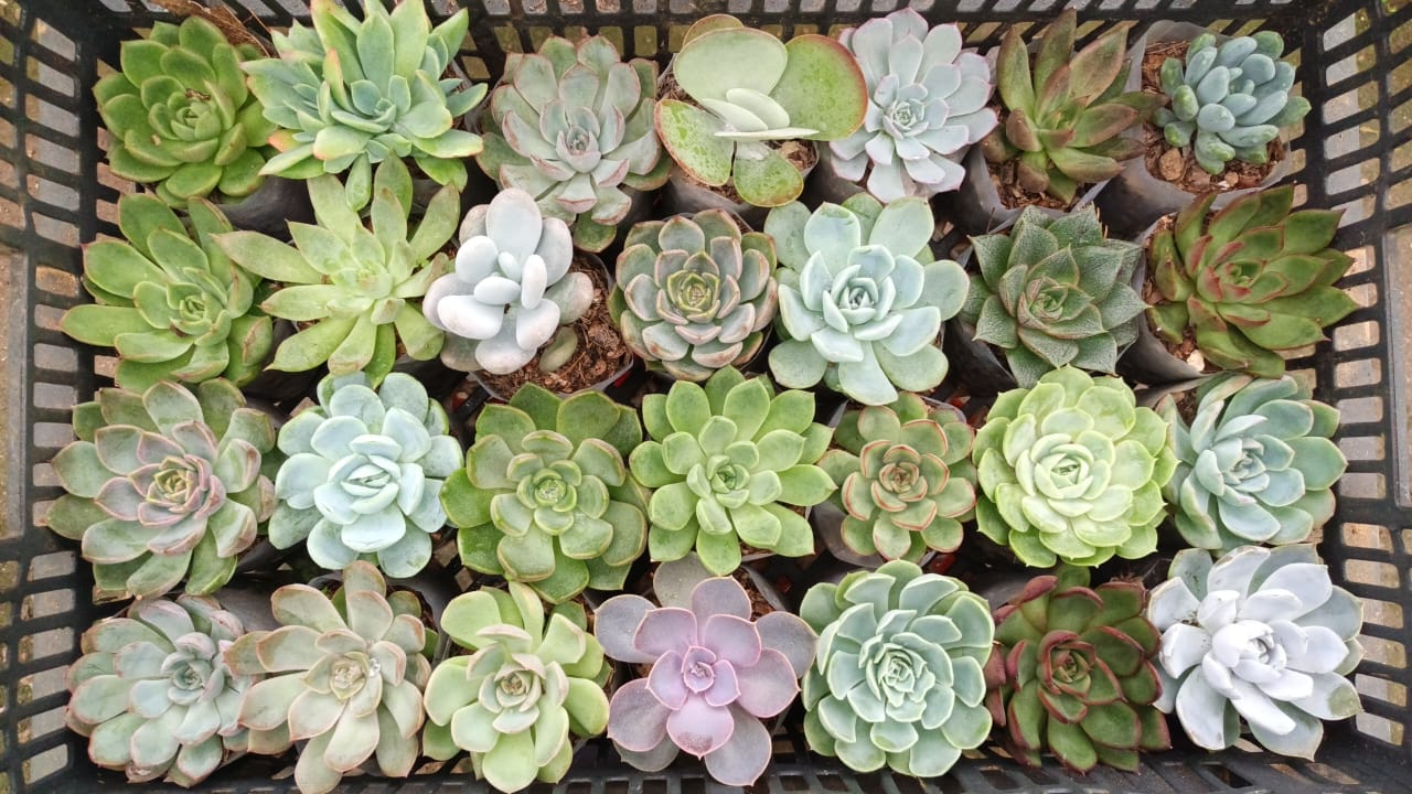 Echeveria