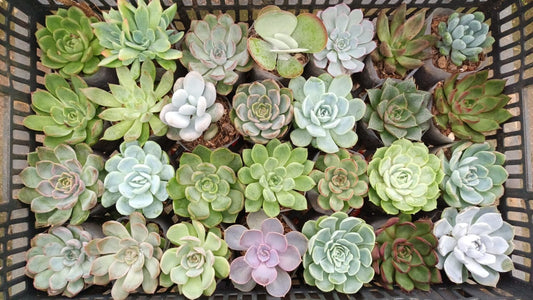 Echeveria