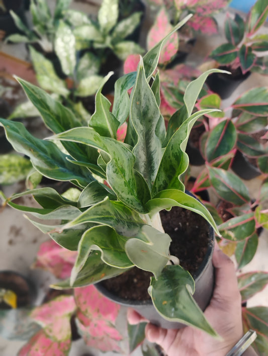 Aglaonema Ghost Frost
