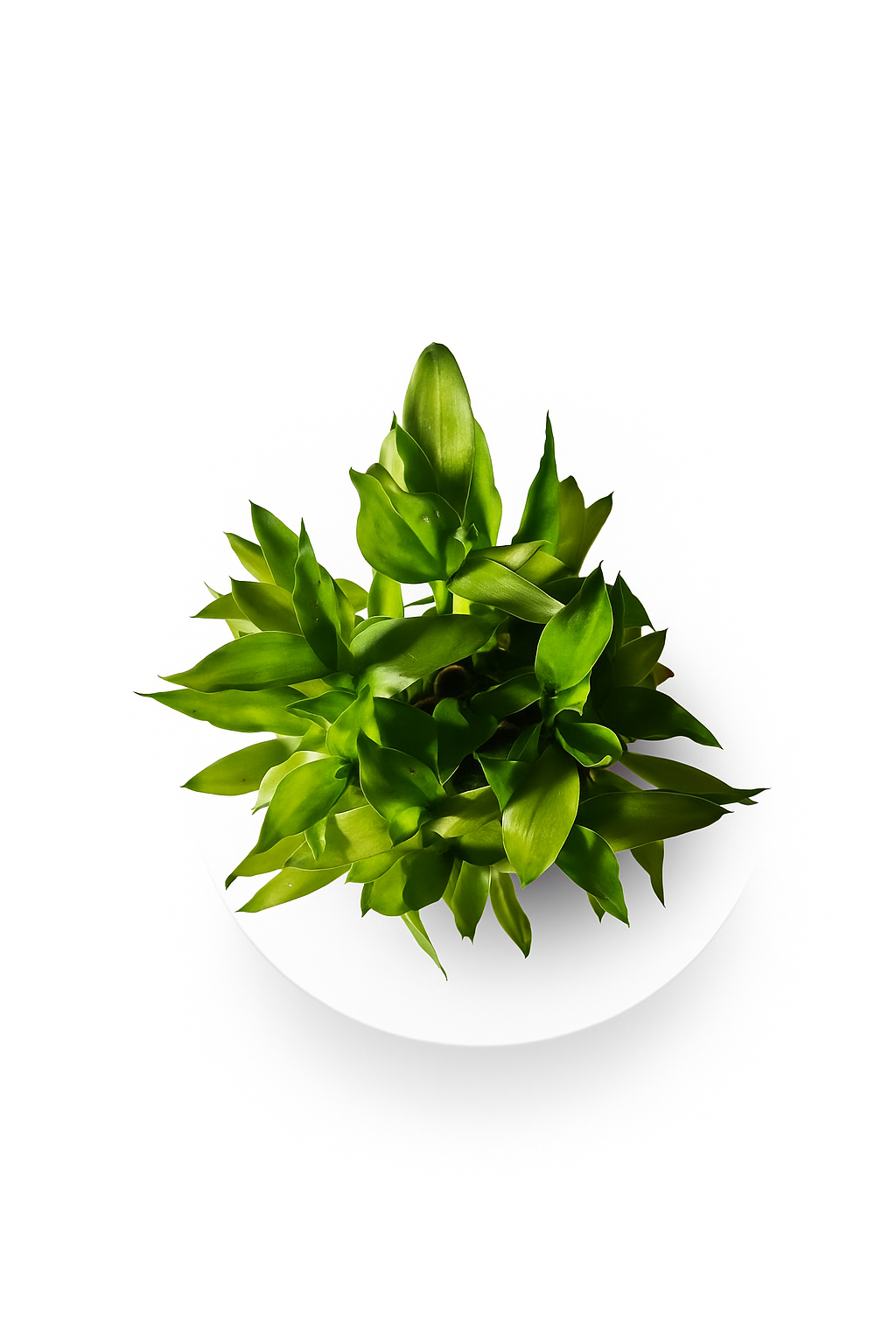 Lucky Bamboo - three layered ceramic bowl