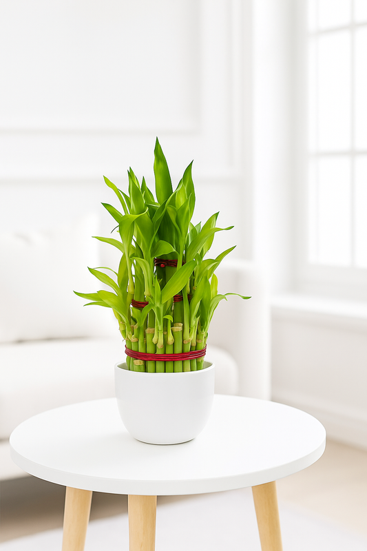 Lucky Bamboo - three layered ceramic bowl