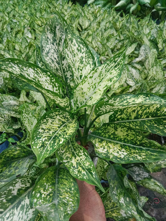 Aglaonema snow white