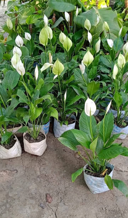 Peace lily