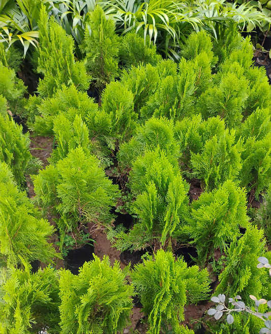 Thuja plant heaven and Harmony