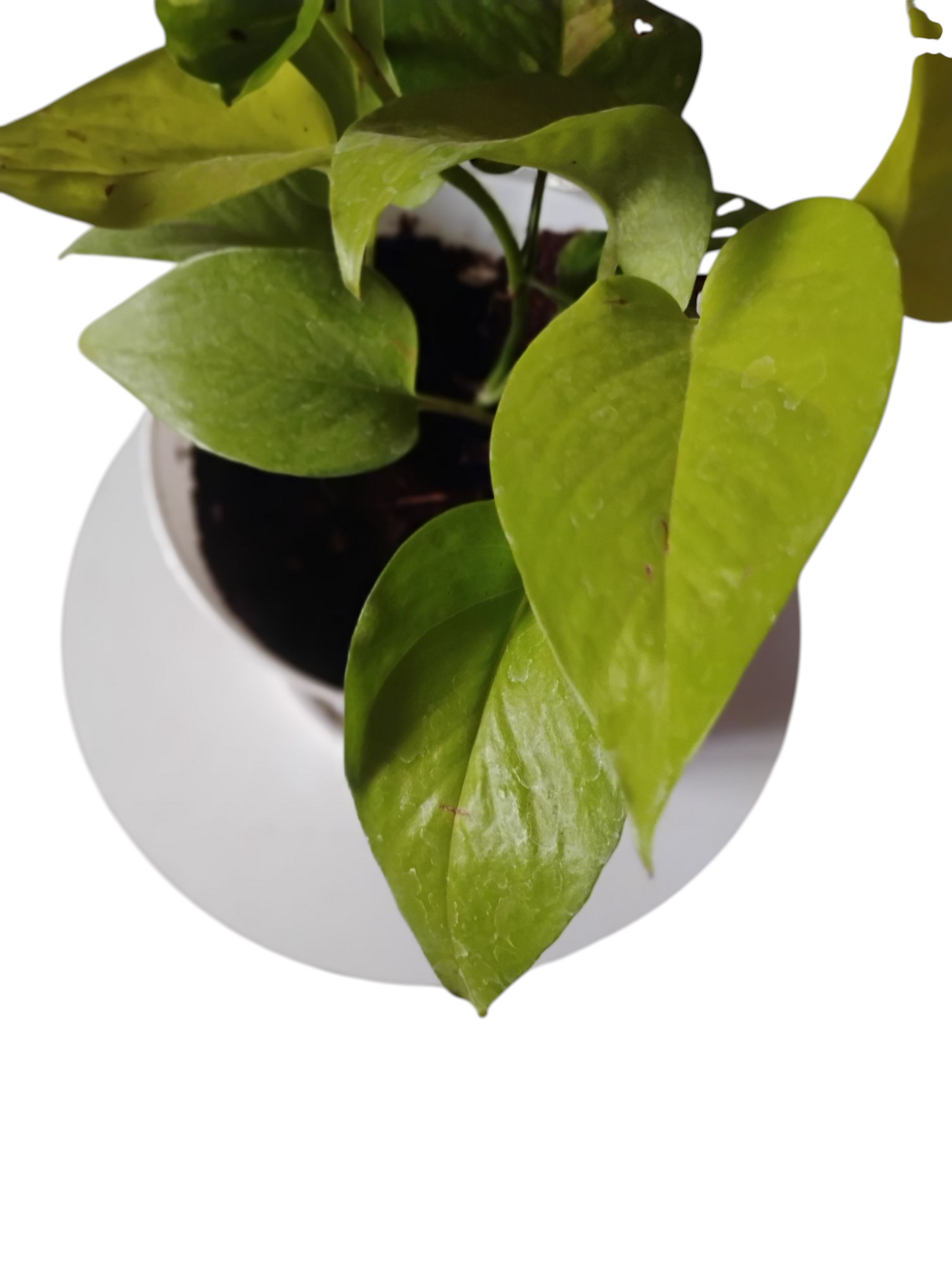 Golden pothos