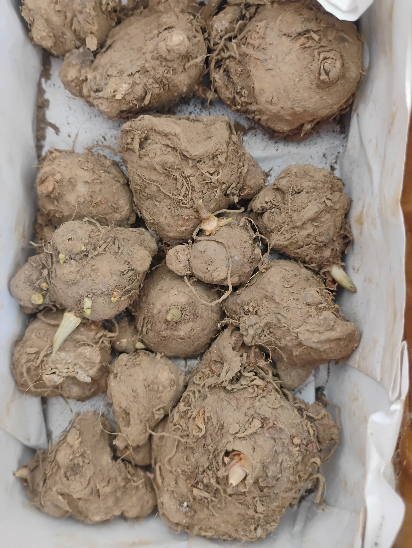 Caladium bulbs ( Pack of 4 )