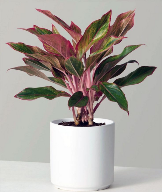 Aglaonema Commutatum Red