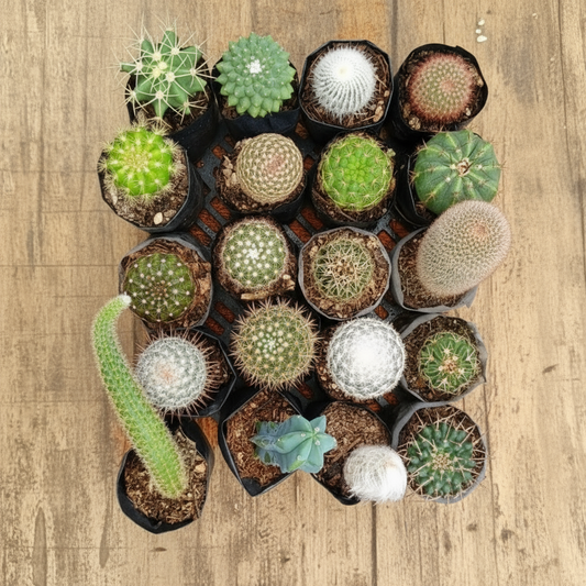 20 Different Cactus combo