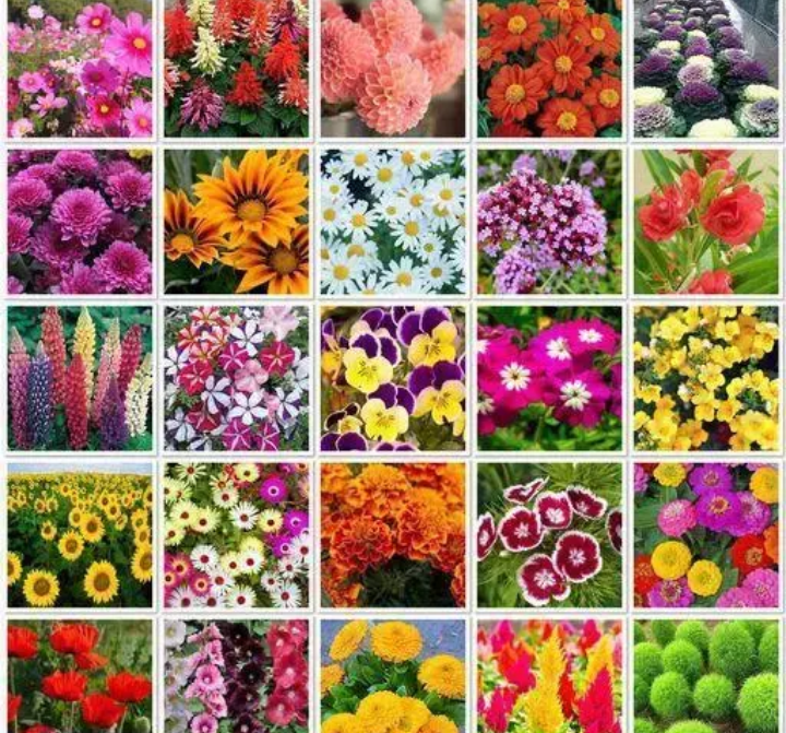 20 winter flowering seeds kit