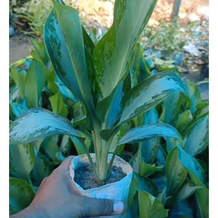 Aglaonema Silver bay