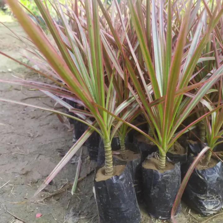 Dracaena Marginata