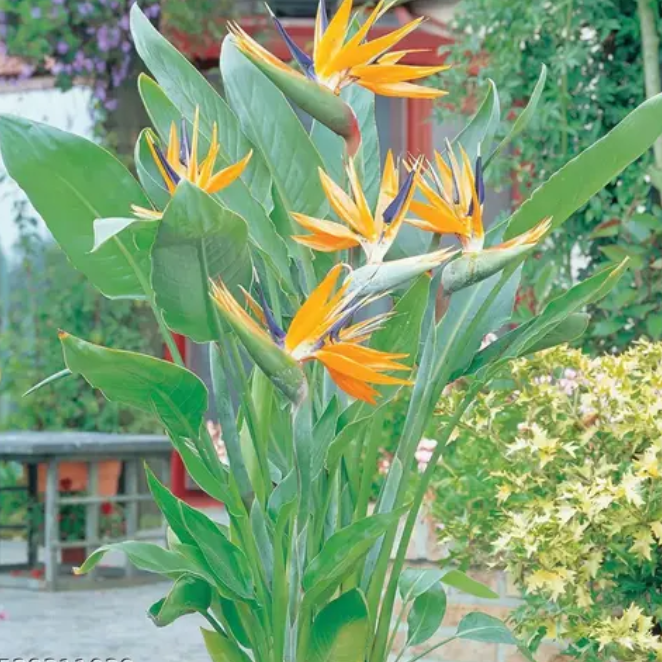 Birds of Paradise