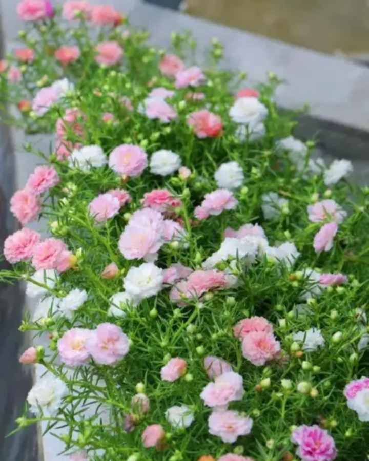 Moss rose ( portulaca) 300 seeds