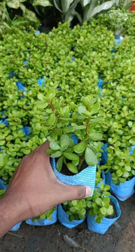 Jade plant