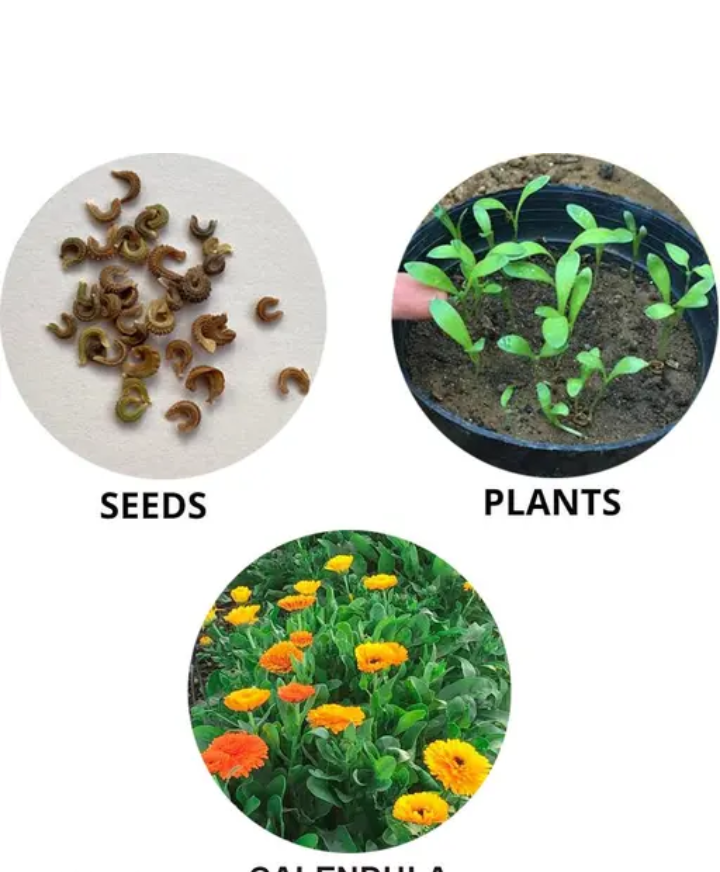 Hybrid Calendula ( 30 seeds )