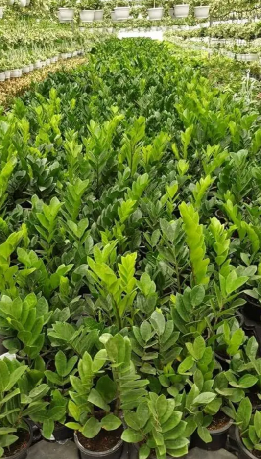 Zz Plant Zanzibar Gem