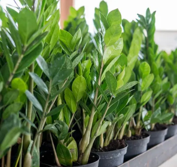 Zz Plant Zanzibar Gem