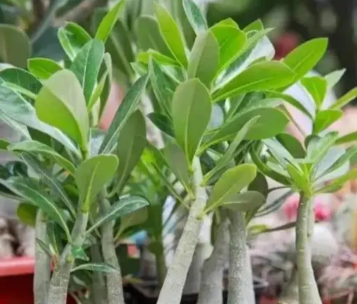 Adenium multicolour ( Pack of 6 plant )