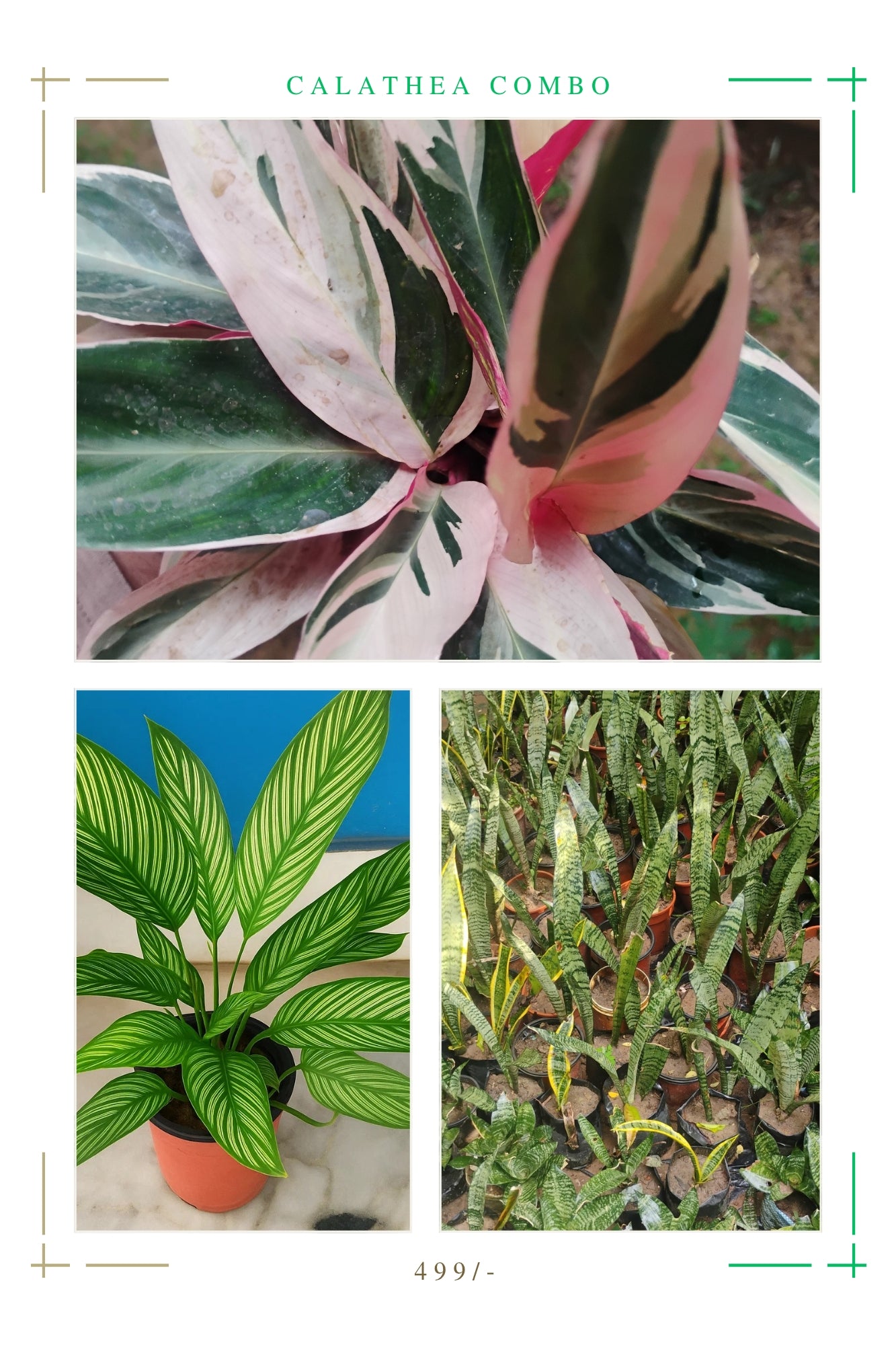 Calathea combo