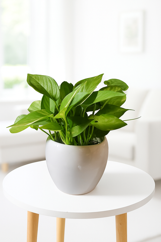 Veriegated Money plant with apple pot