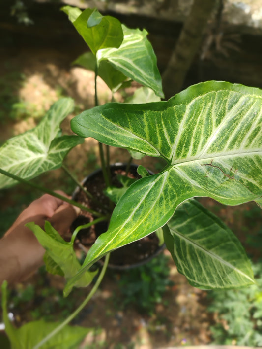 Syngonium podophyllum