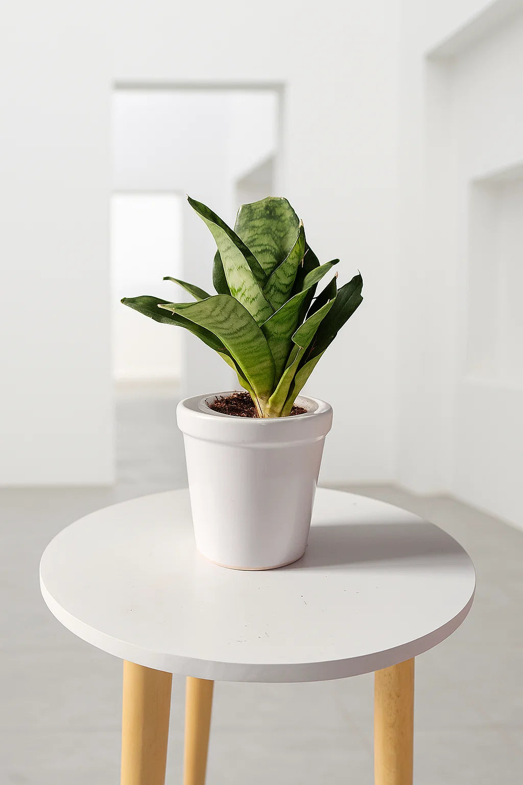 Dwarf snake plant