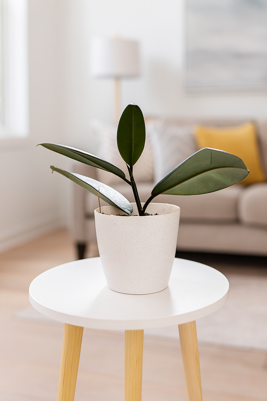 Rubber plant with white pot