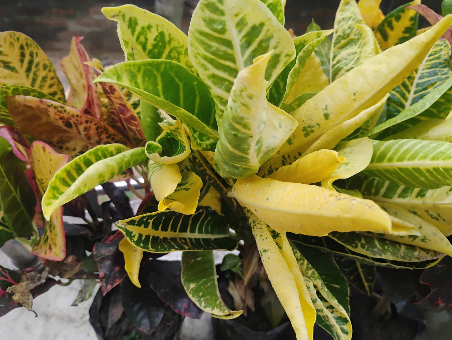 Croton Petra
