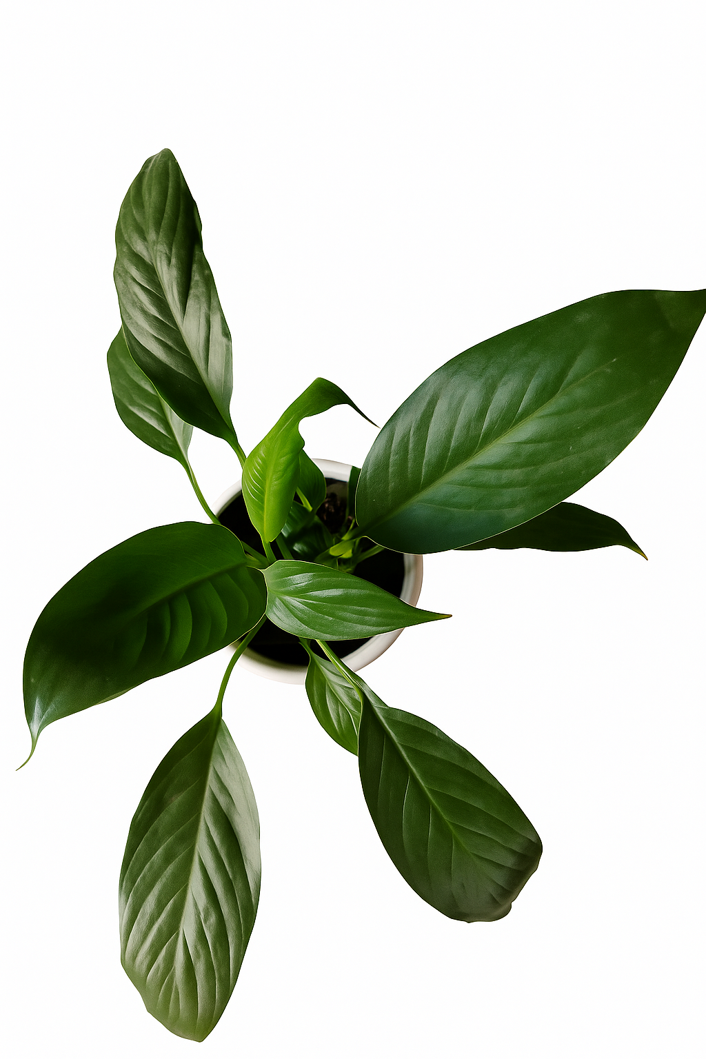 Peace lily