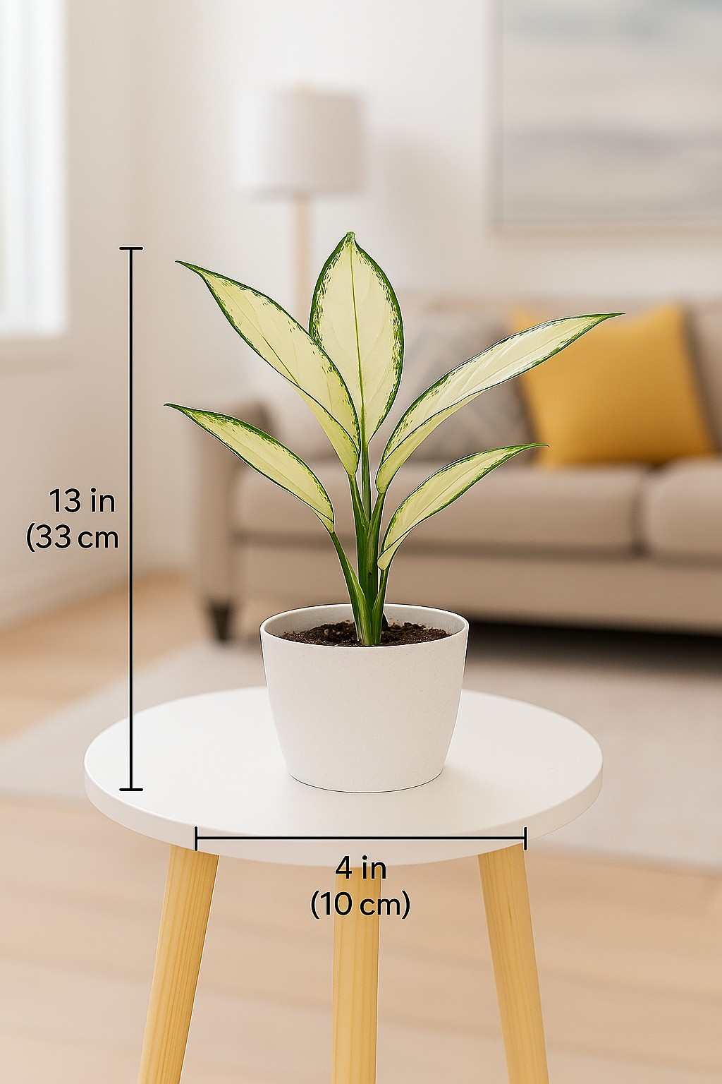 Aglaonema snow white