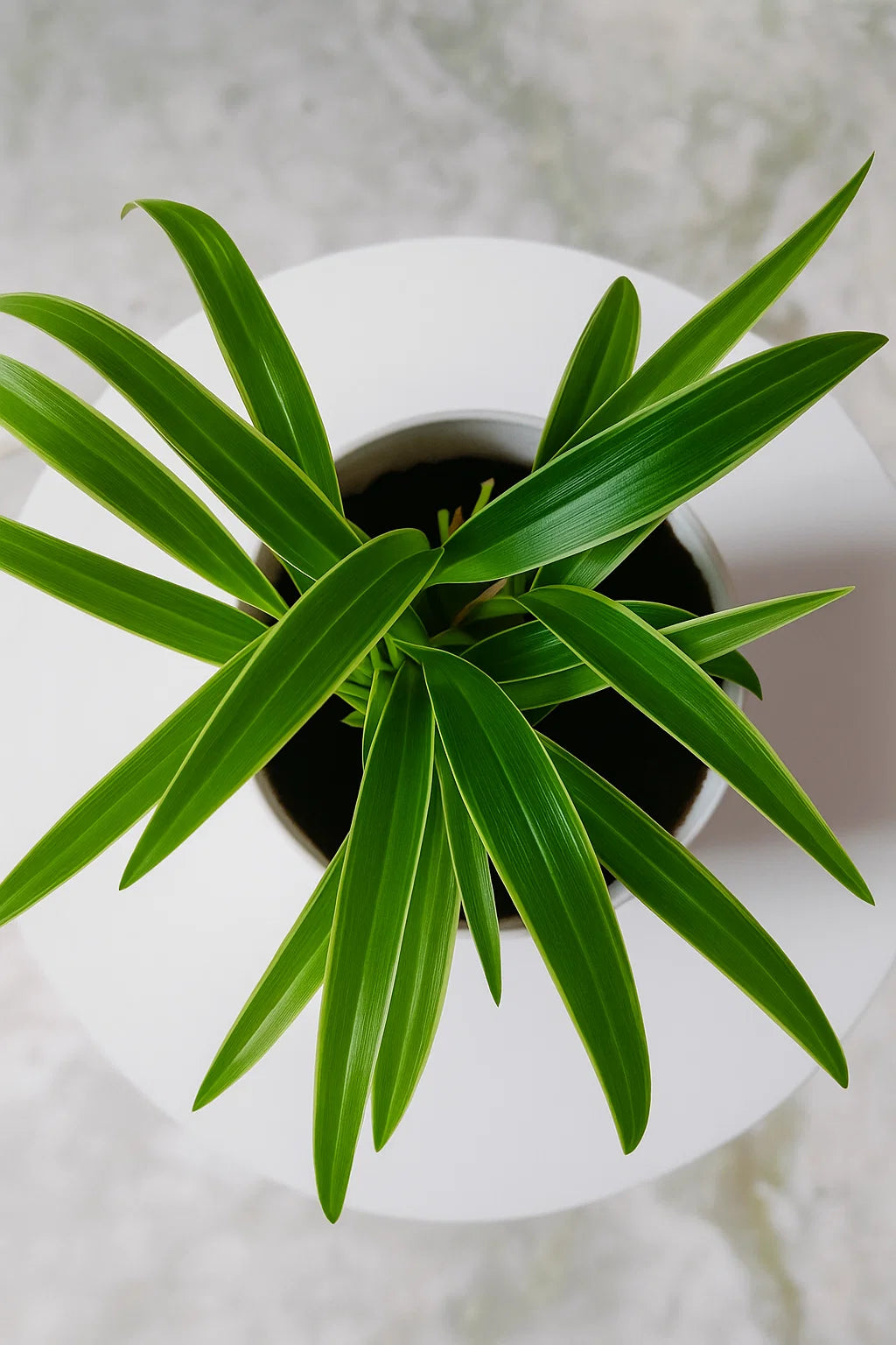 Spider plant