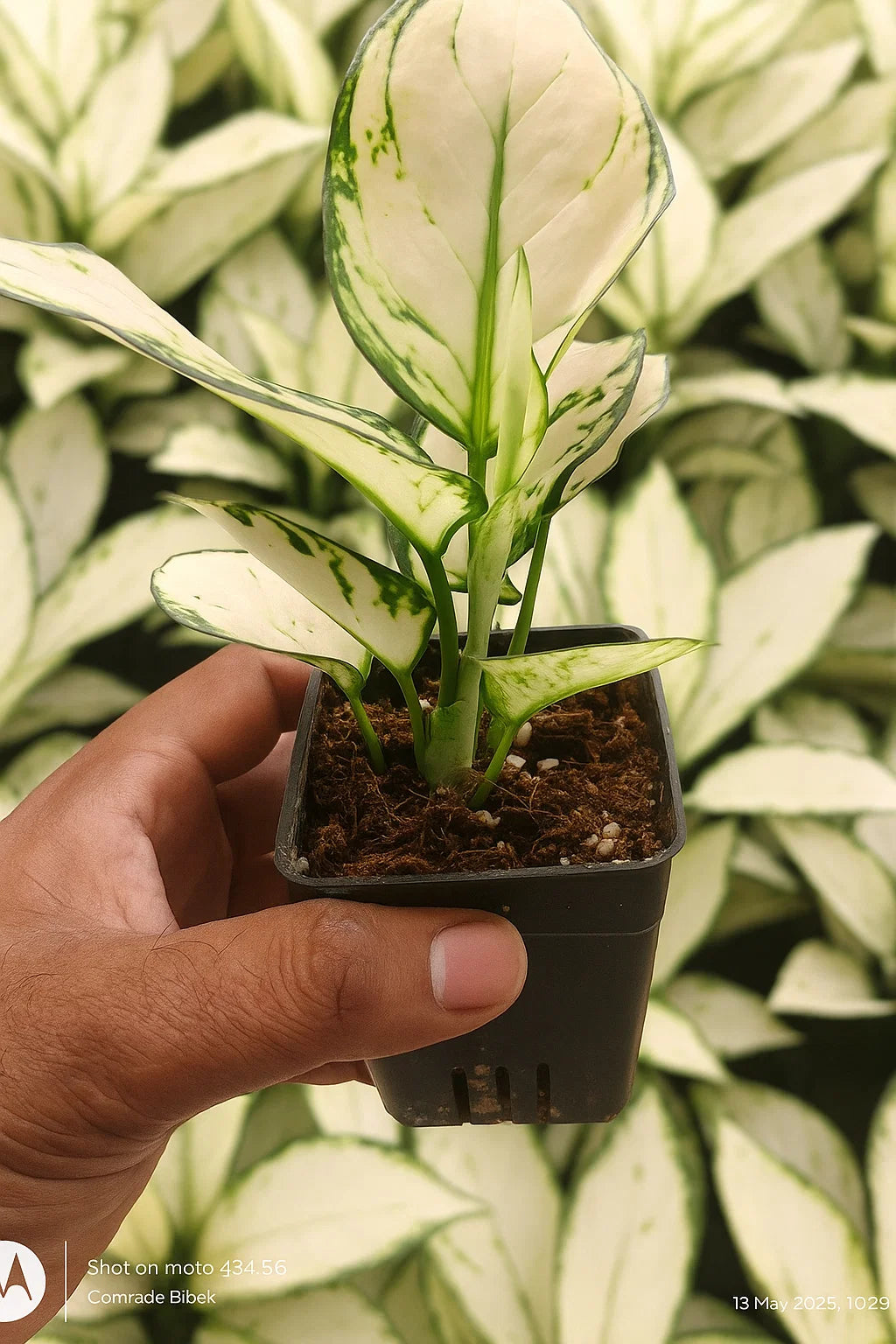 Aglaonema snow white