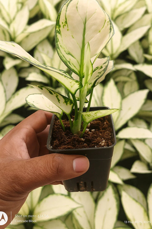 Aglaonema snow white