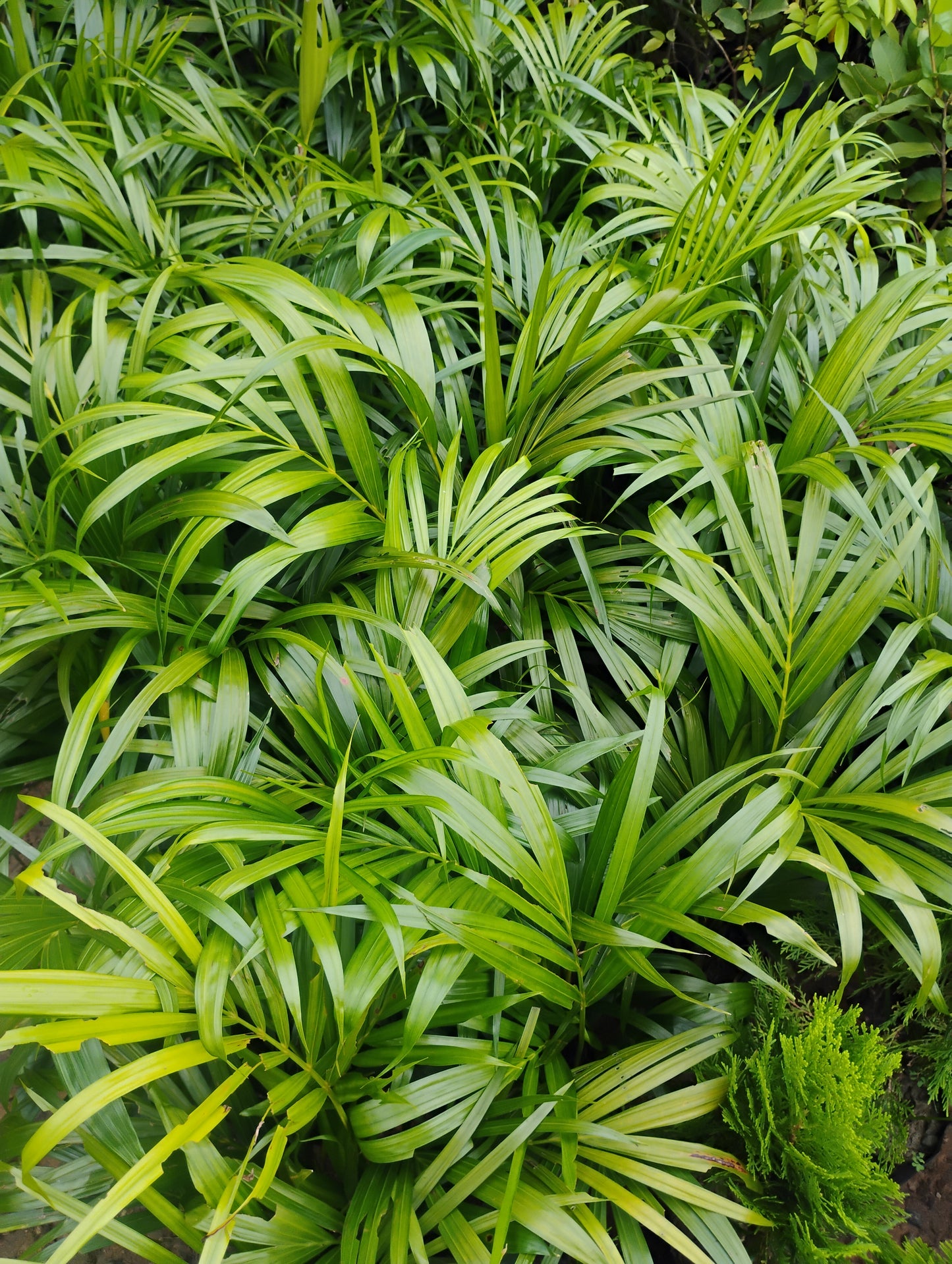 Areca palm | Air purifier| Ornamental plant