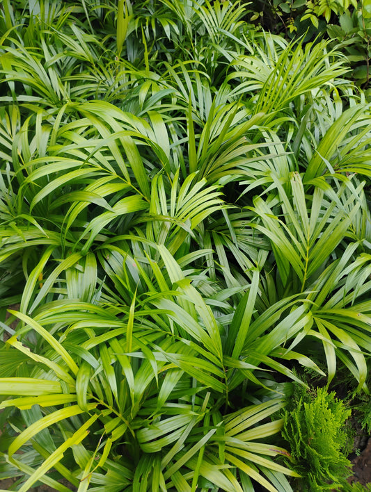 Areca palm | Air purifier| Ornamental plant