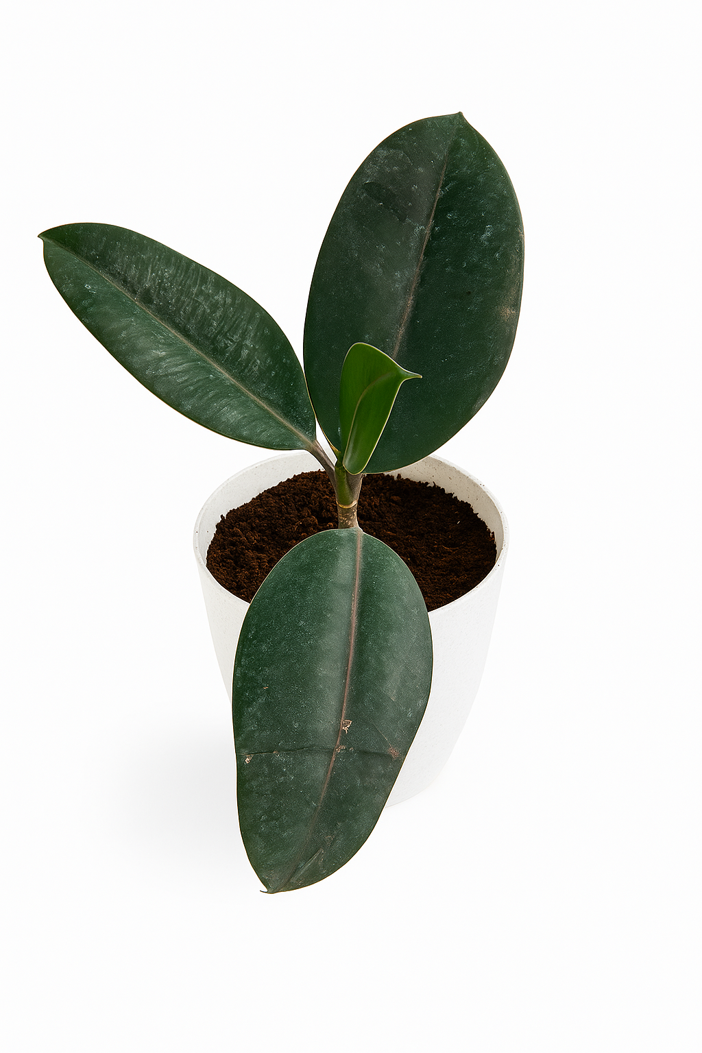Rubber plant with white pot