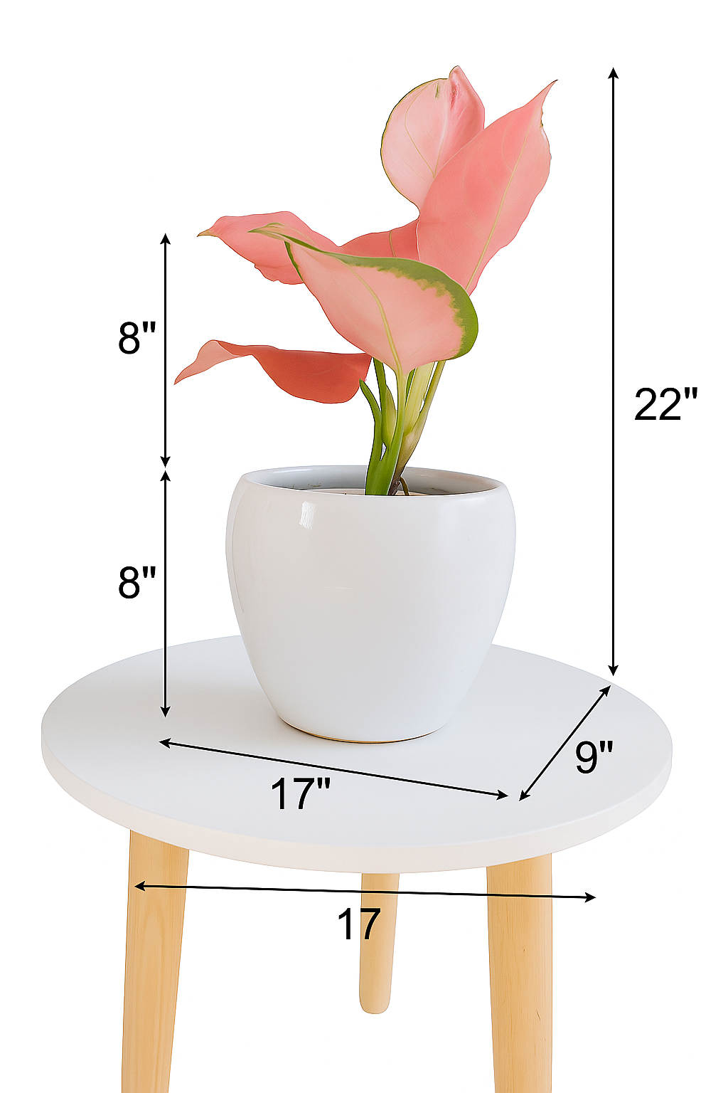 Aglaonema Red star