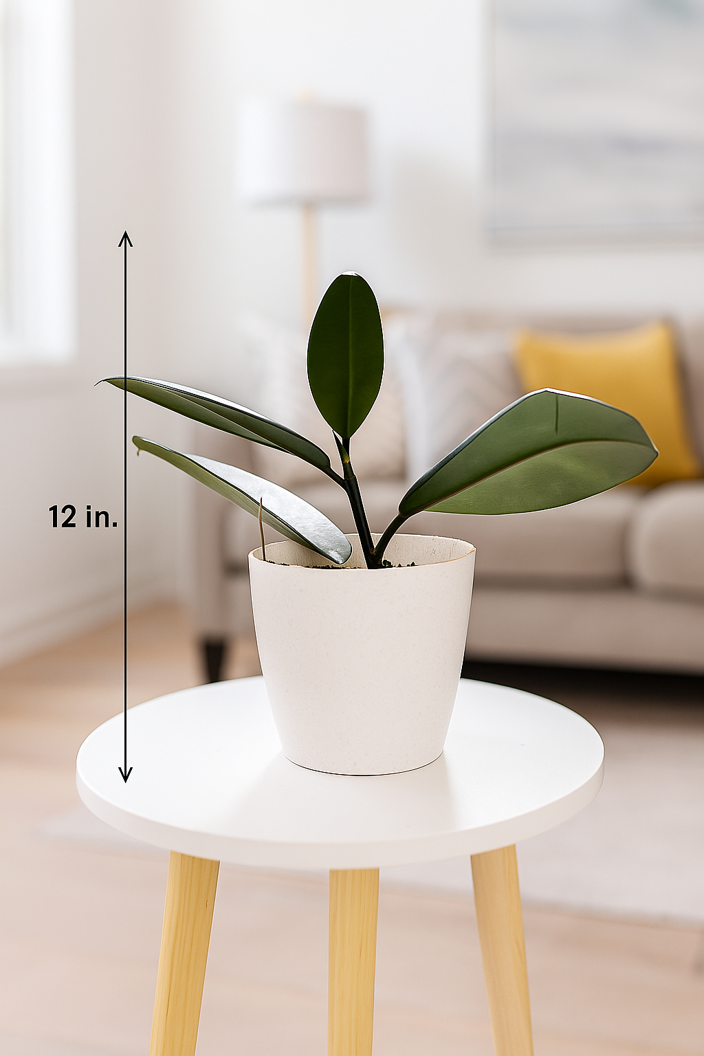 Rubber plant with white pot