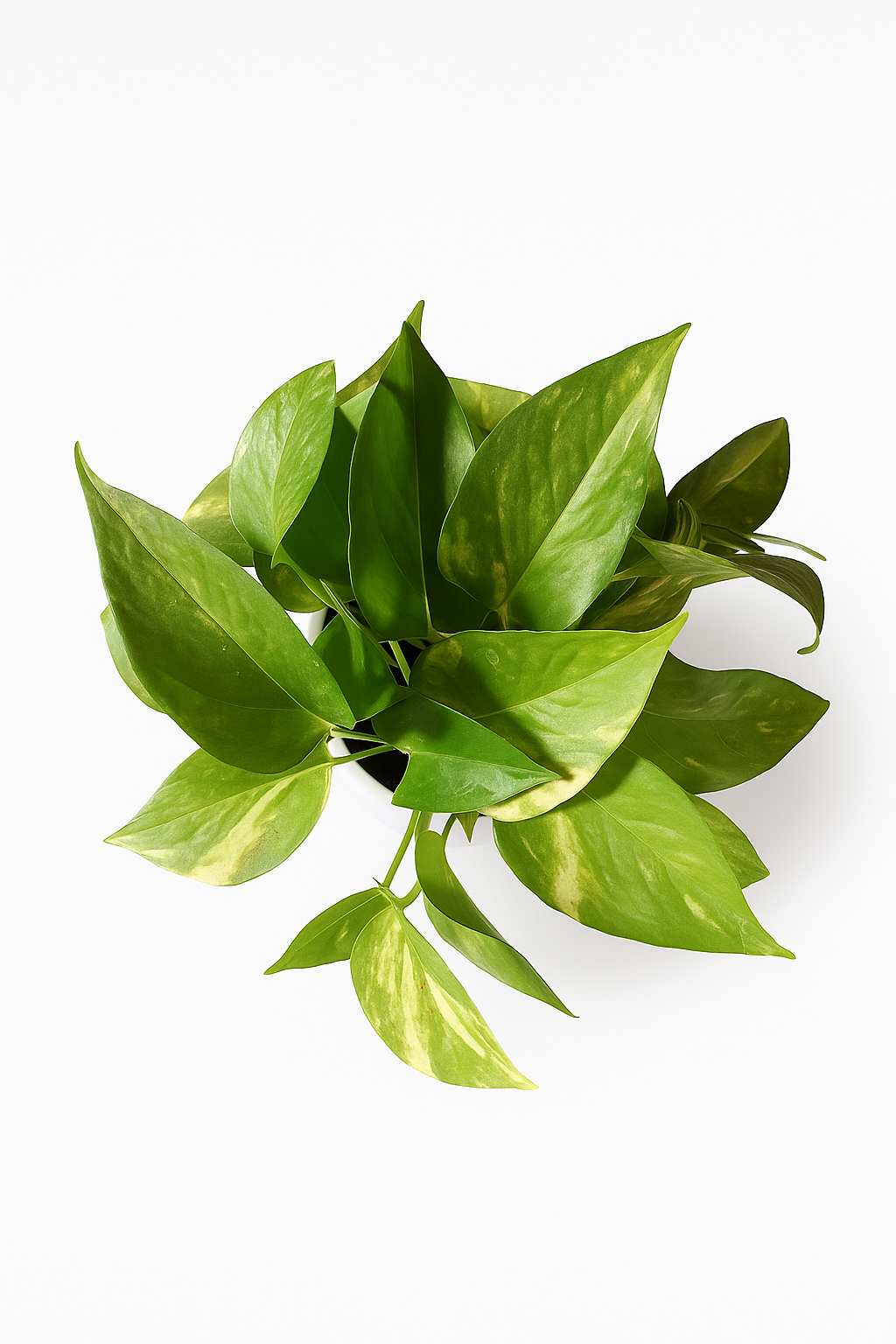 Veriegated Money plant with apple pot