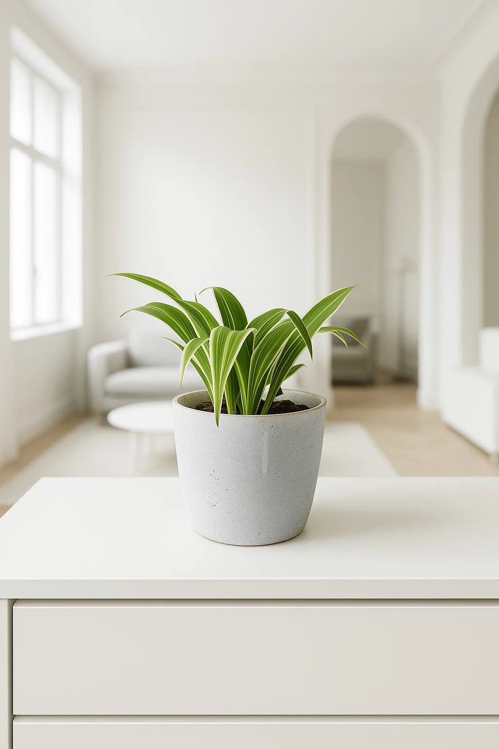 Spider plant