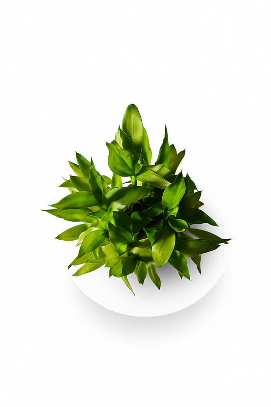 Lucky Bamboo - three layered with Glass bowl