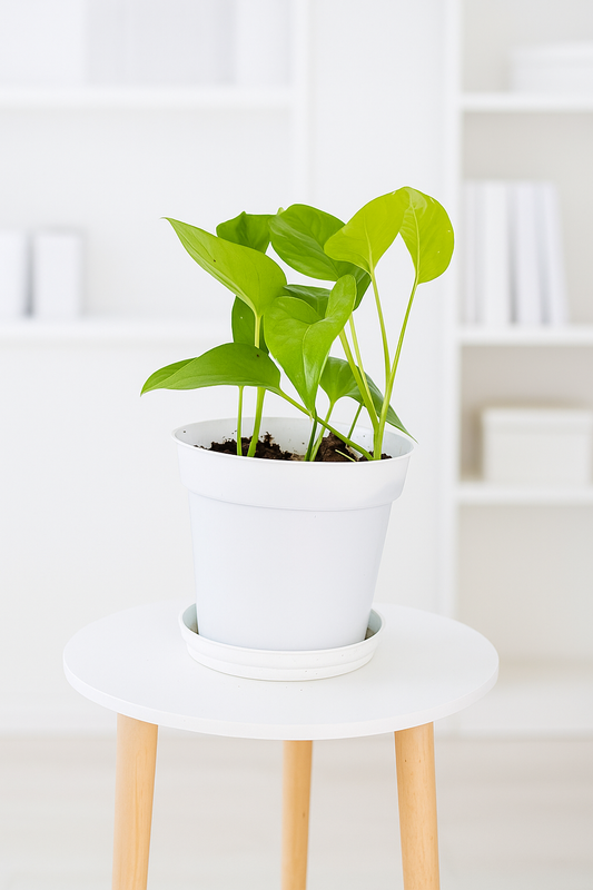 Golden pothos
