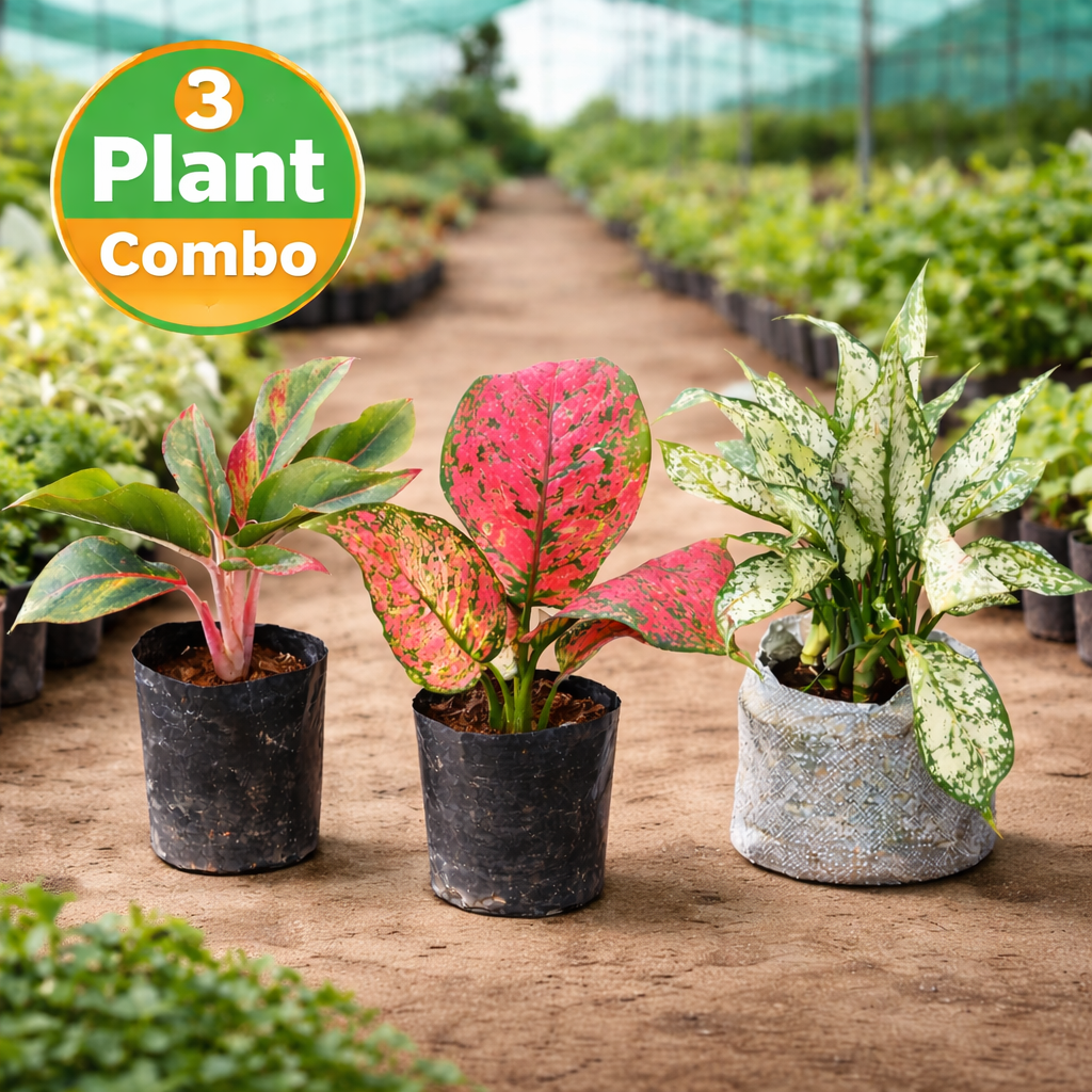 Aglaonema combo