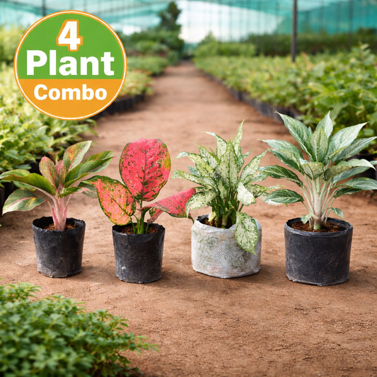 Aglaonema combo