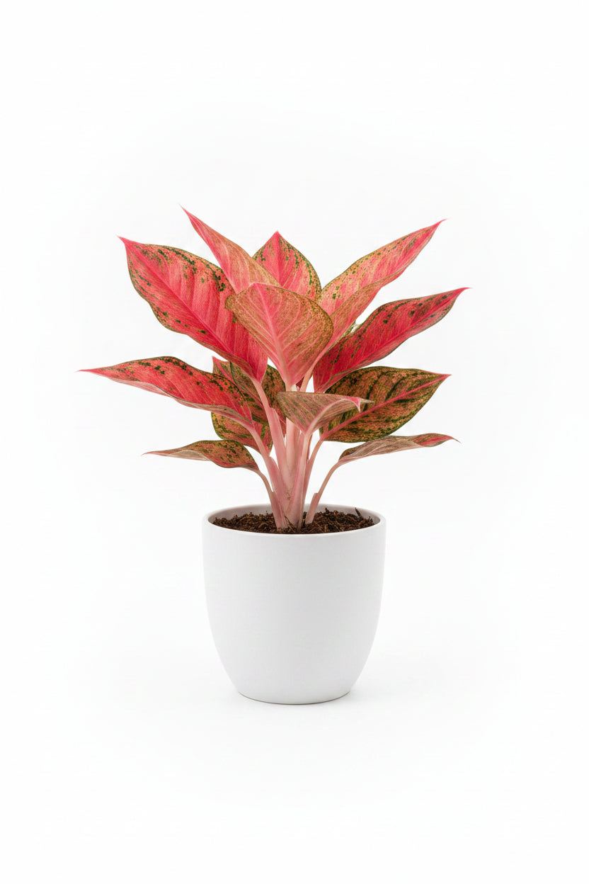 Aglaonema Red star