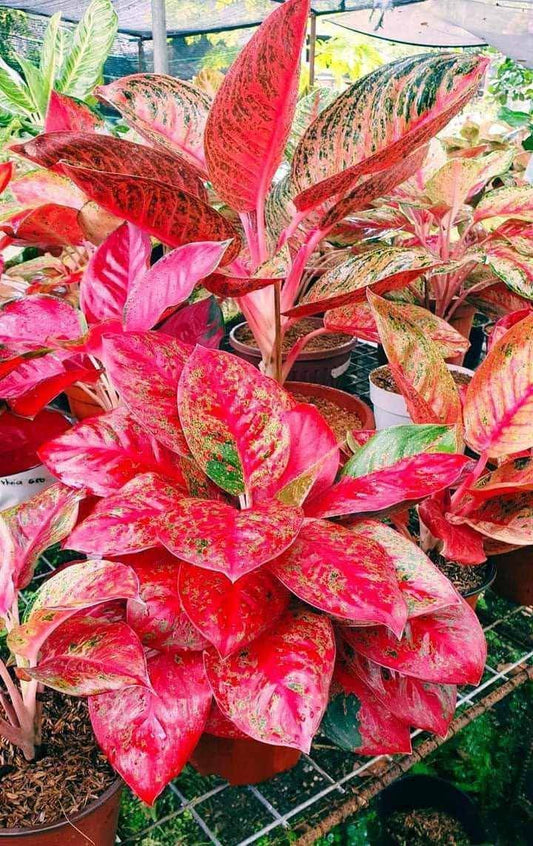 Aglaonema Red star