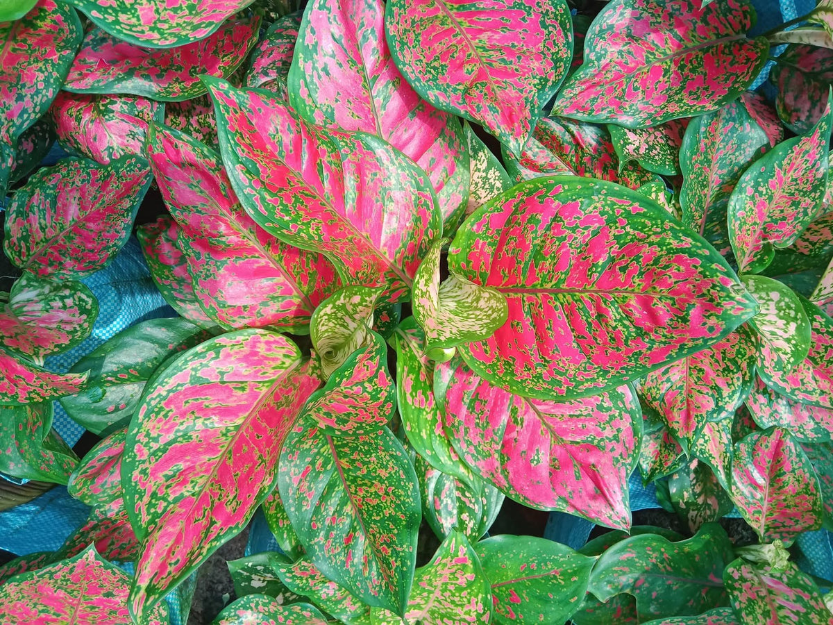 Aglaonema Red star