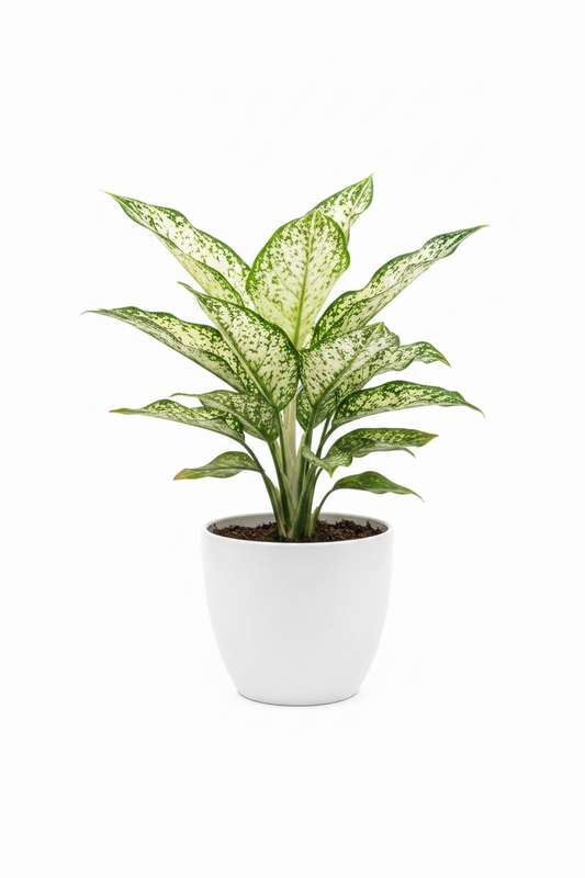 Aglaonema snow white