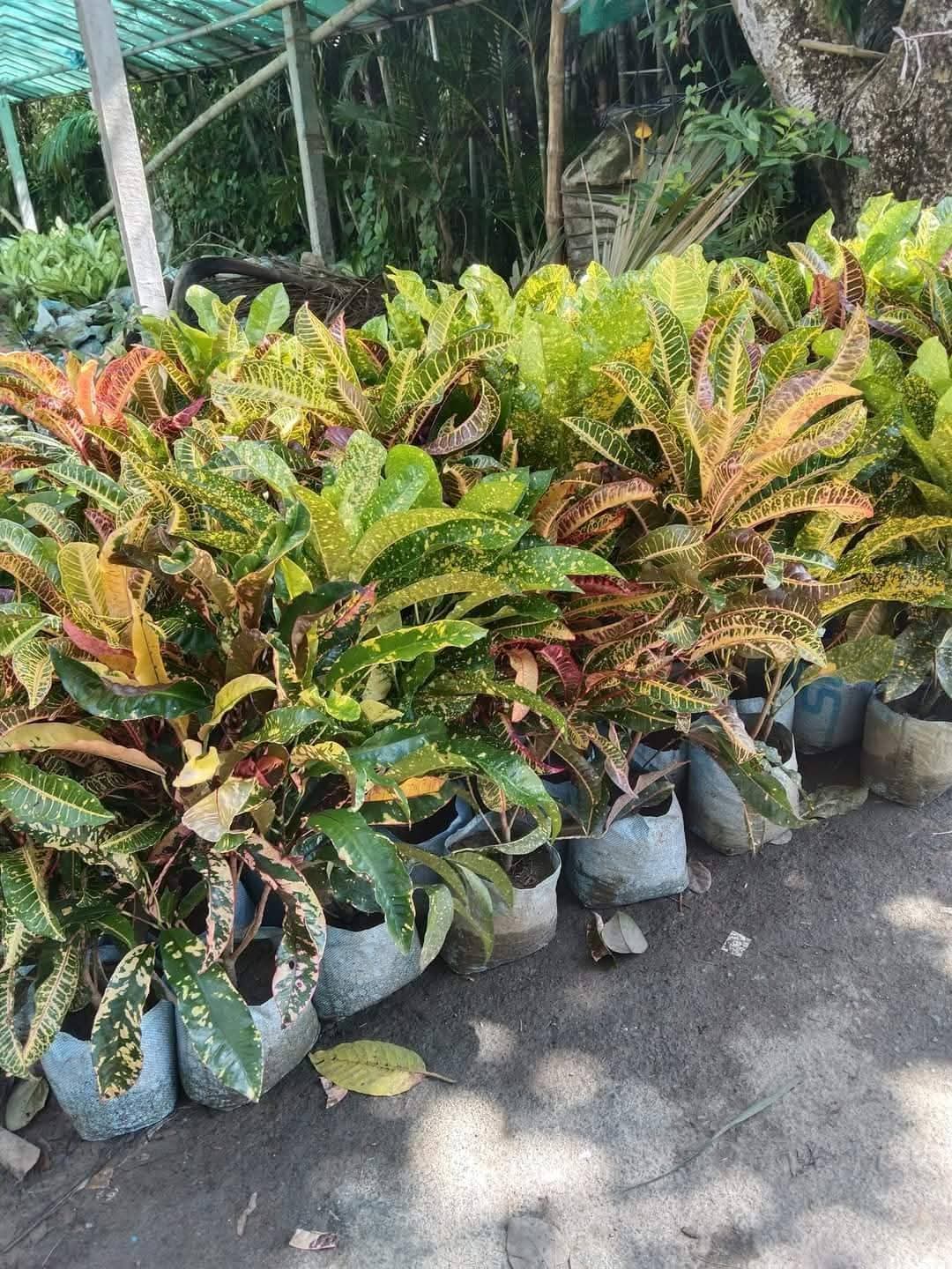 Croton Petra ( Combo of 4 )